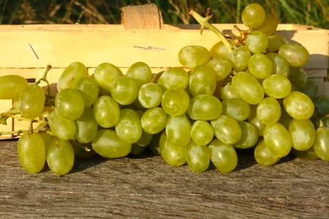 Grapes Stock Photos