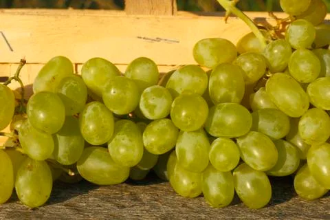 Grapes Stock Photos