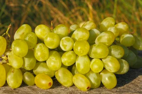 Grapes Stock Photos