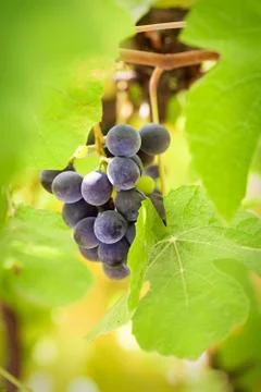 Grapes Stock Photos