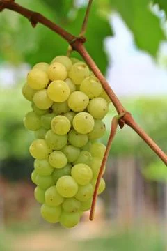 Grapes Stock Photos