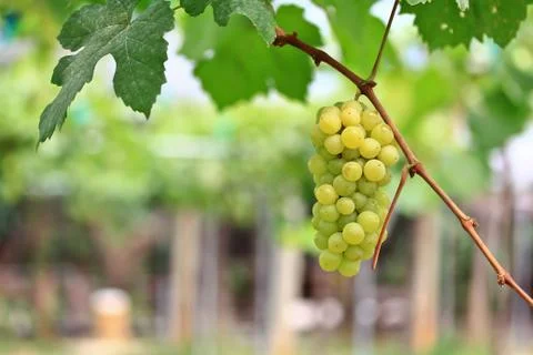 Grapes Stock Photos