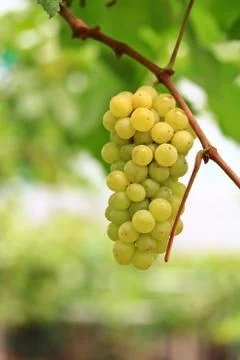 Grapes Foto stock