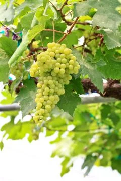 Grapes Stock Photos