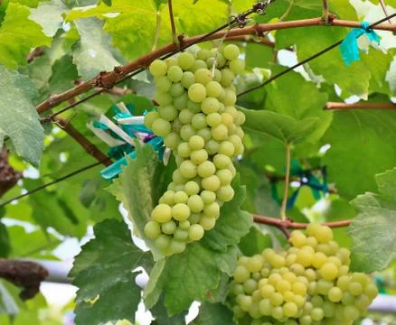 Grapes Foto stock