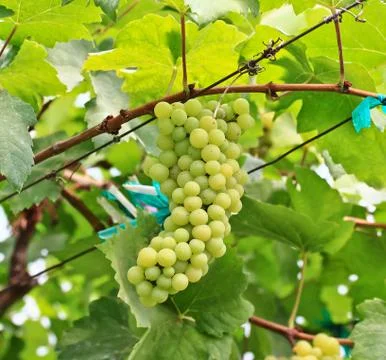 Grapes Foto stock