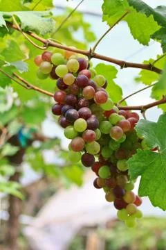 Grapes Stock Photos
