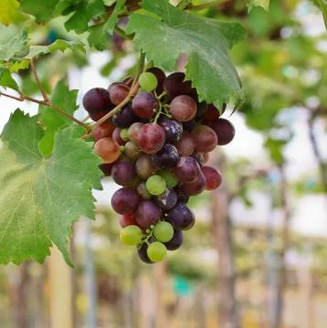 Grapes Stock Photos