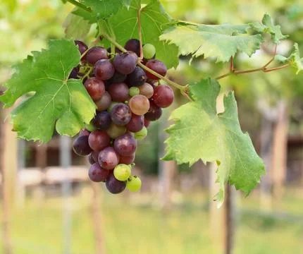 Grapes Stock-Fotos