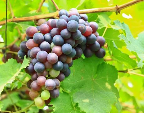 Grapes Stock Photos