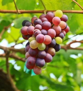 Grapes Foto stock