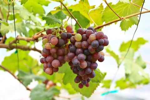 Grapes Stock-Fotos
