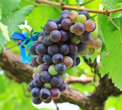 Grapes Stock Photos