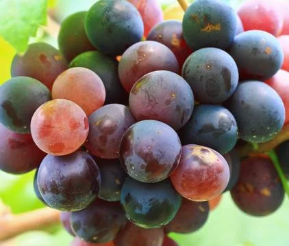 Grapes Foto stock