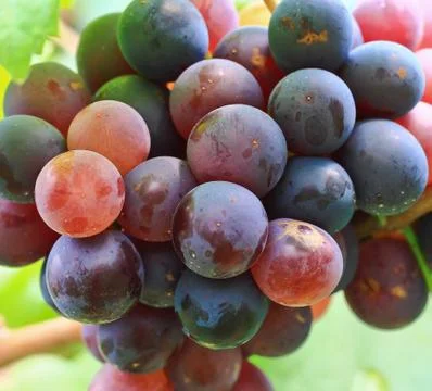 Grapes Stock Photos