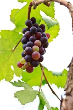 Grapes Stock Photos