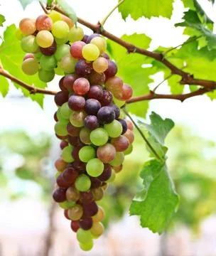 Grapes Stock Photos