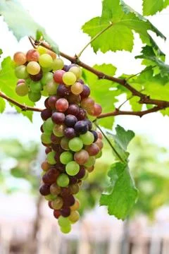 Grapes Foto stock