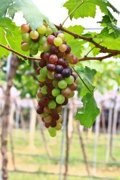 Grapes Foto stock