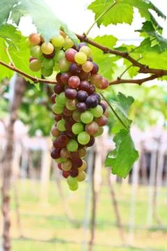 Grapes Stock Photos