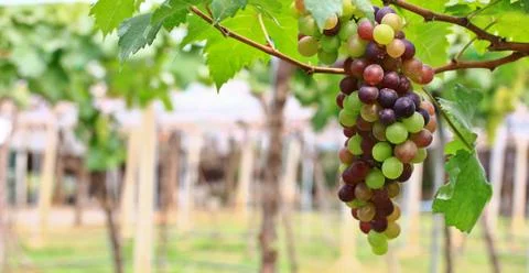 Grapes Stock Photos