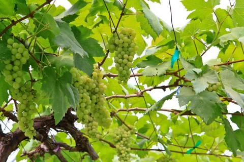 Grapes Stock Photos