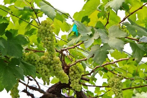 Grapes Stock Photos