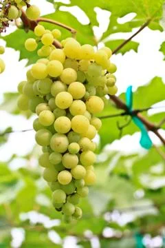 Grapes Stock Photos