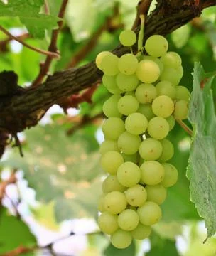 Grapes Stock Photos