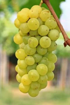 Grapes Stock Photos