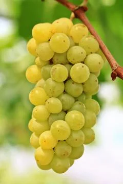 Grapes Stock Photos