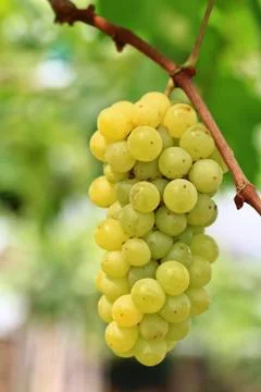 Grapes Stock Photos