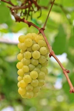 Grapes Stock Photos