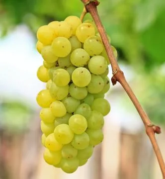 Grapes Stock Photos