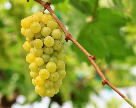 Grapes Stock Photos