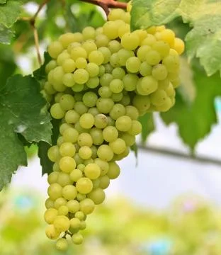 Grapes Stock Photos