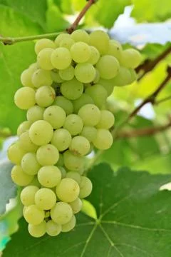 Grapes Stock Photos
