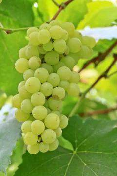 Grapes Stock Photos