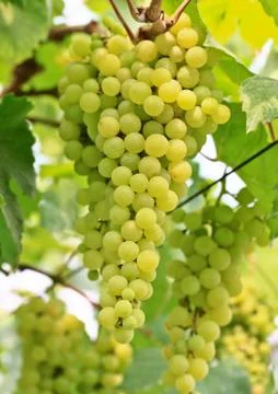 Grapes Stock Photos