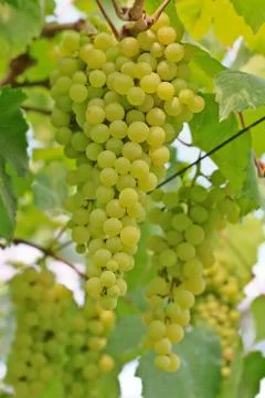 Grapes Stock Photos