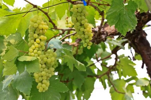 Grapes Stock Photos