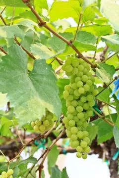 Grapes Stock Photos