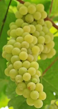 Grapes Stock Photos