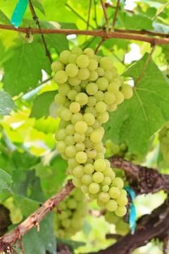 Grapes Stock Photos