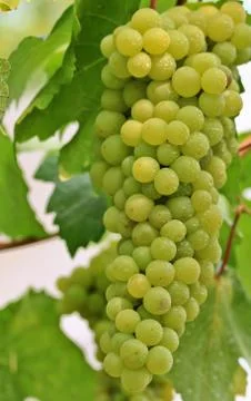 Grapes Stock Photos