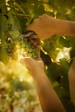 Grapes Stock Photos