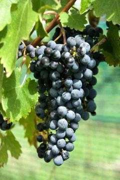 Grapes Stock Photos