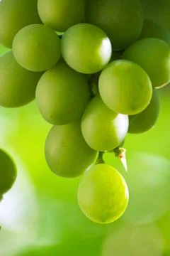 Grapes Foto stock
