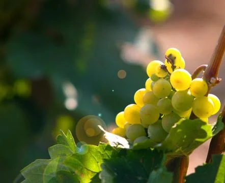 Grapes Stock Photos