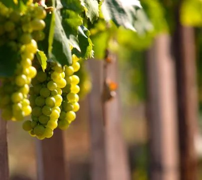 Grapes Stock Photos